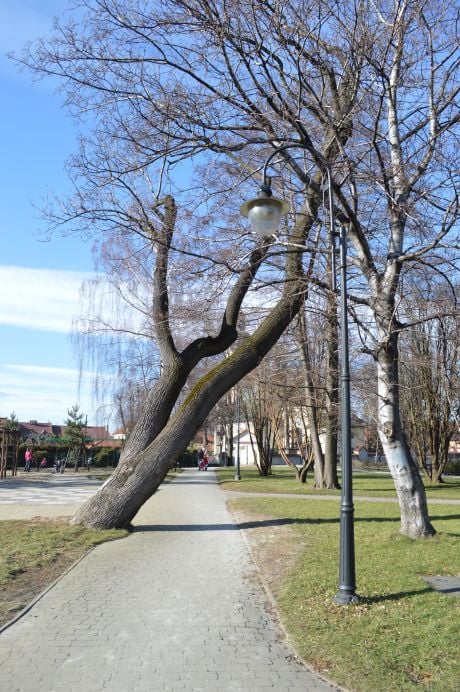 Jak ściąć drzewo pochylone