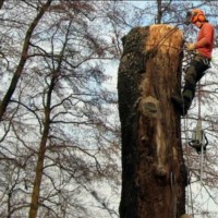 wycinka drzew cennik 2024